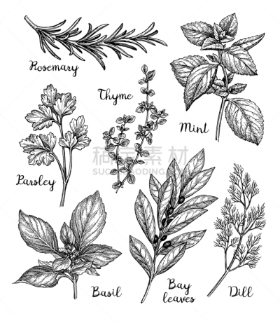 草本,草图,墨水,分离着色,绿薄荷,自然,食品,饮食,收集,烹调
