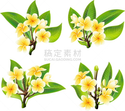 白色,黄色,赤素馨花,清新,浪漫,植物群,春天,植物,花,写实