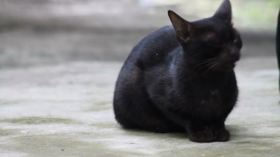 黑猫环顾四周