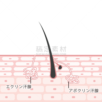 皮肤,绘画插图,横截面,皮脂腺,汗腺,分泌腺的,毛囊,细胞,体味