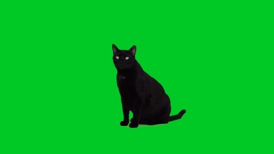  黑猫坐在绿屏上