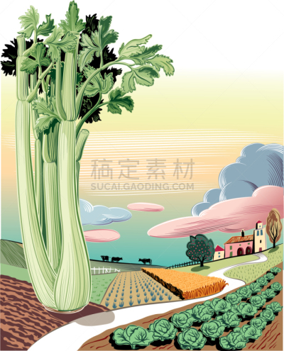 芹菜,农业,地形,蔬菜,矢量,甘蓝,食品,图像,种植