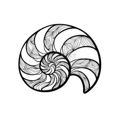 螺线,鹦鹉螺,贝壳,波浪,白色,鸡尾酒,自然,软体动物,收集