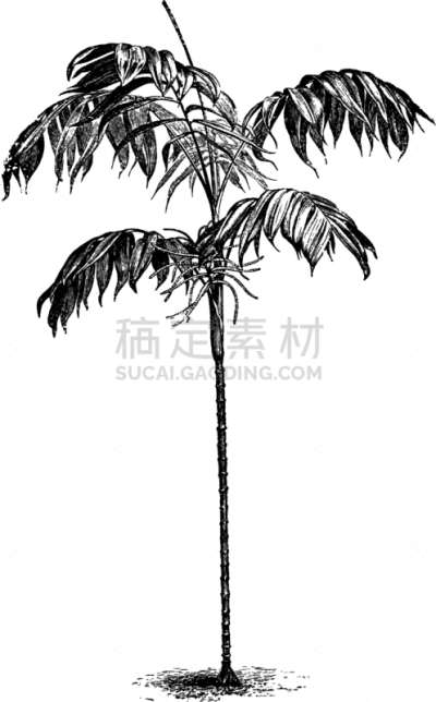 袖珍椰子,白色,矢量,图像,雕刻图像,黑色,叶子,复古