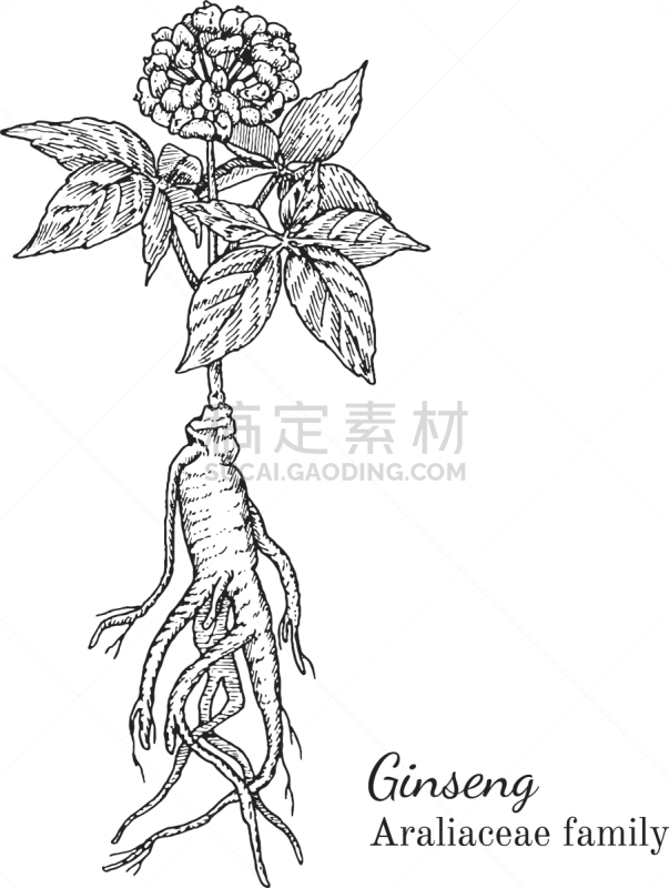 墨水,草图,动物手,Ginseng,环境,植物学,自然,图像,绘制,复古