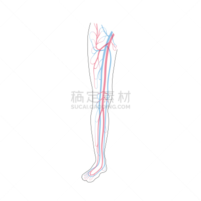 心血管系统,生物学,病历卡,有序,健康保健,脉搏图,部分,背景分离,腿