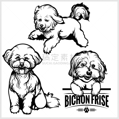 狗,分离着色,比熊犬,可爱的,纯种犬,摆拍,模板,布置,服从,站