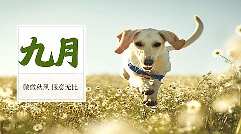 九月月初问候狗狗横版海报