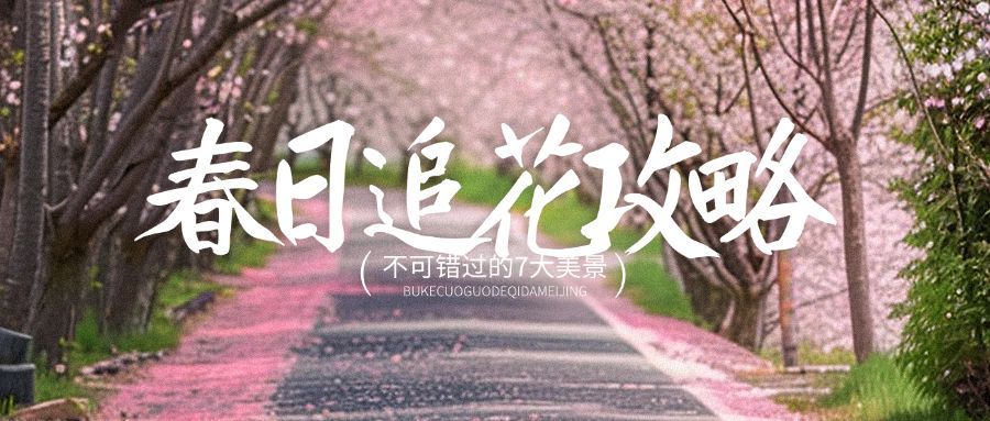 春天春季旅游赏花樱花实景风公众号首图AIGC