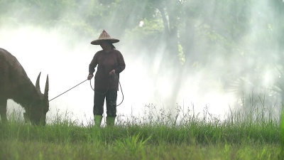 亚洲农民与他的狗和水牛在稻田里干活。
