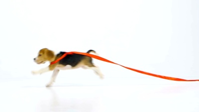 带着红丝带的小猎犬。慢动作