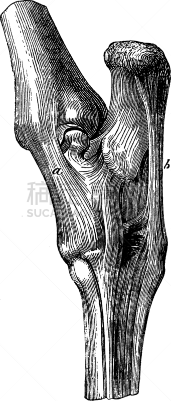 韧带,跗骨,泪腺的,白色,黑色,有凹槽的,图像,矢量,雕刻图像,复古