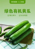 模板缩略图
