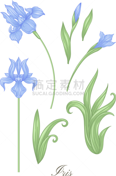 iris color