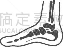内侧的,分离着色,动物足,白色背景,生物学,健康保健,意外事件,距骨