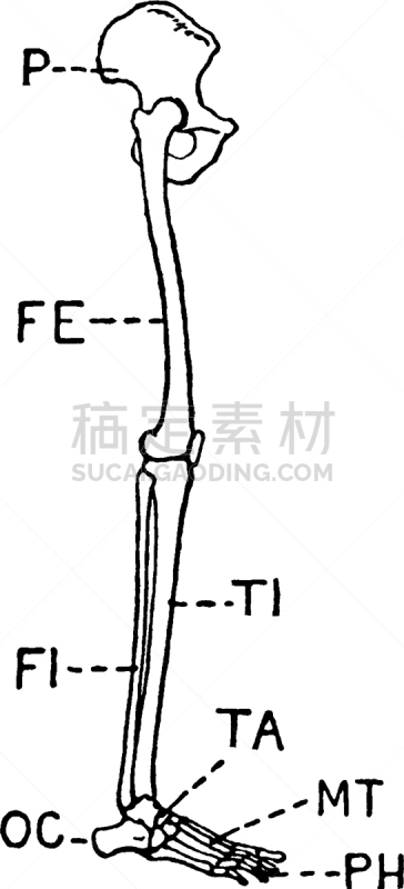 侧面视角,腿,白色,人,跖骨,图像,胫骨,骨盆,腓骨,复古