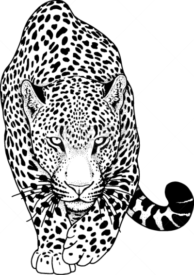 动物,美洲豹,插画,野生动物,肖像,猎豹,哺乳纲,剪影