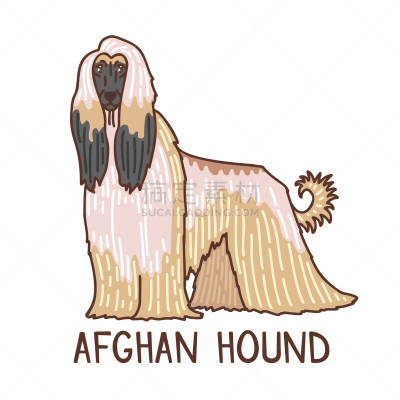 阿富汗猎犬,乱画,动物手,分离着色,兽医,纸,纺织品,可爱的,性格,绘制