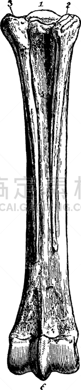 马,跖骨,白色,矢量,图像,雕刻图像,跎骨,黑色,复古