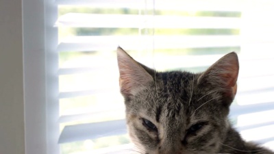 有趣可爱的猫在家里，室内宠物