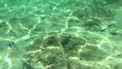 很多鱼在水下游泳