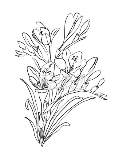 小苍兰,插画,华丽的,一个物体,简单,古典式,植物,草图,绘画插图,植物茎