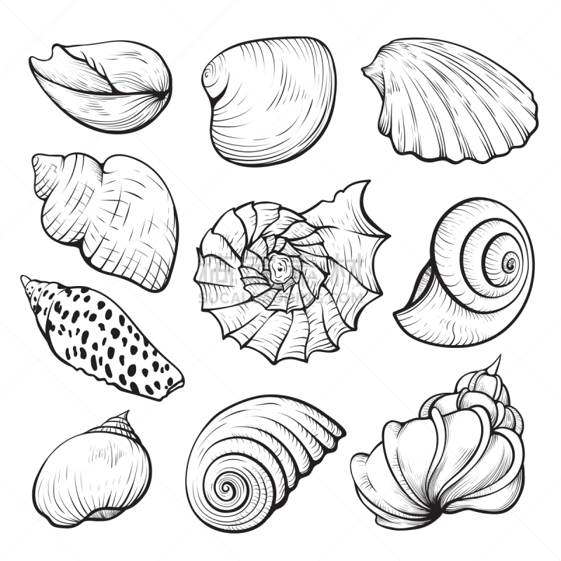 贝壳,绘画插图,动物手,分离着色,生物学,背景分离,热带气候,野生动物,扇贝,动物