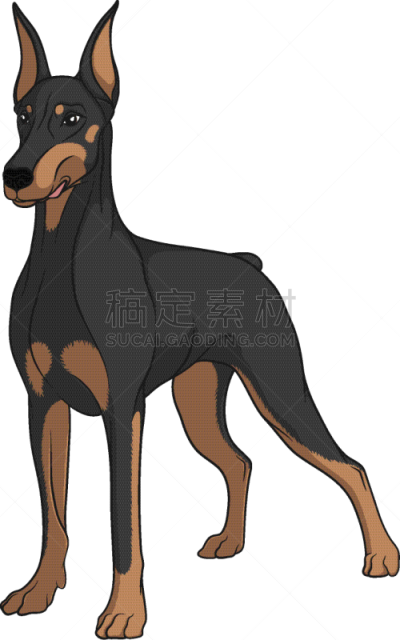 杜宾犬,彩色图片,分离着色,白色,宠物,纯种犬,图像,狗,哺乳纲,设计