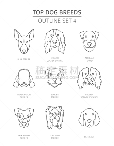 狗,轮廓,宠物,纯种犬,梗犬,直的,肖像,牧羊犬,收集