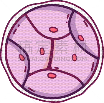 生物学,脱氧核糖核酸,胚胎,卵子,人,科学,生物科技,健康保健,分割