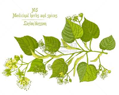 欧锻树,式样,枝,绿色,草图,黄色,花朵,植物学,绘画插图,花