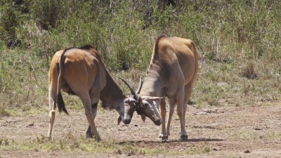 伊兰角，Taurotragus oryx，男性战斗，肯尼亚内罗毕公园，肯尼亚马赛马拉公园，实时 