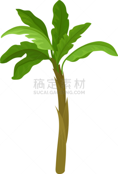 香蕉,叶子,绿色,明亮,棕榈树,一个物体,植物群,模板,植物,夏天