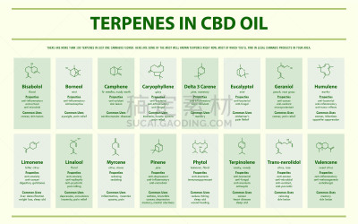 香熏油,信息图表,水平画幅,实验室玻璃器皿,比较,恶心,植物,心血管系统,人类消化系统