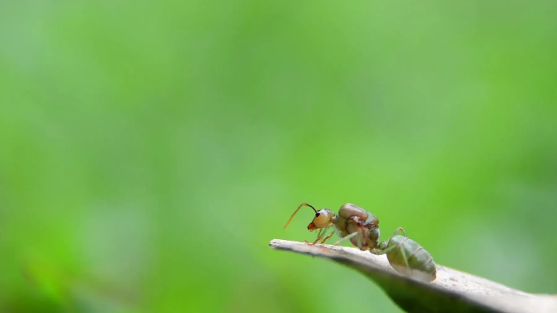 女王 女王图片 女王素材下载 稿定素材
