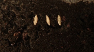从种子中生长的植物。