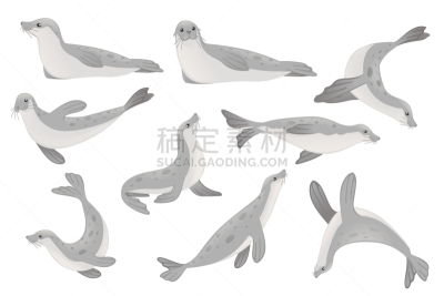 动物,矢量,卡通,可爱的,式样,绘画插图,海豹,平坦的,分离着色,白色背景