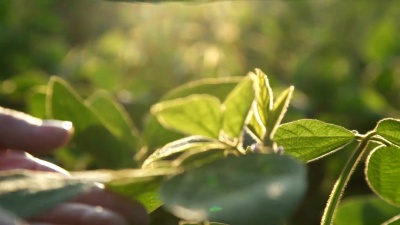 手里拿着大豆的绿叶。慢动作