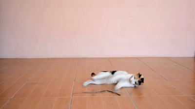 猫杀蛇