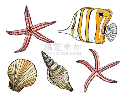 蛤蚌,卡通,海洋,海星,水下,扇贝,矢量,绘画插图,钩形珊瑚鱼,贝壳