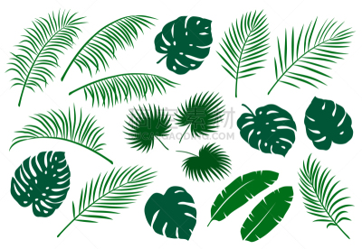 绿色,棕榈叶,复叶,泰国,干酪藤,加利福尼亚,Calathea,复古,绘制,剪影