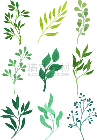 叶子,茎,苗条,夏天,春天,白色,绿色,新的,布置,排列