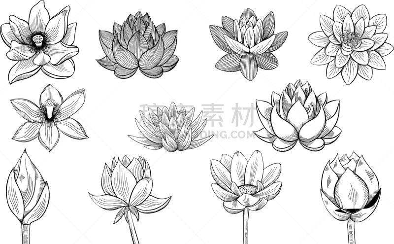 荷花,草图,莲藕,花蕾,多样,弹性,植物群,莲花,收集,复古