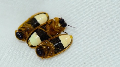 萤火虫(Bug)