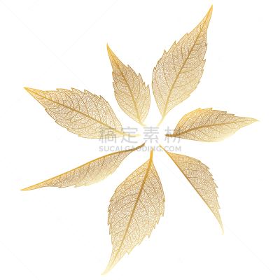黄金,叶脉,分离着色,叶表皮,自然,华丽的,金属,背景分离,透明,秋天