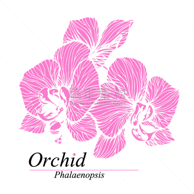 兰花,蝴蝶兰,花朵,直的,植物群,模板,自然美,春天,花,问候
