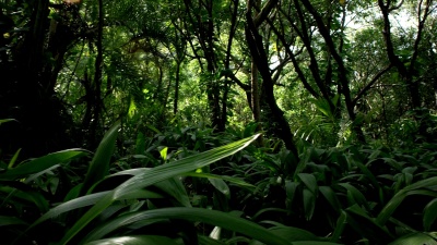 热带雨林乔木和灌木
