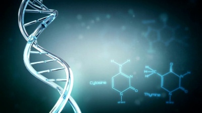 带有复制空间的DNA。可循环。