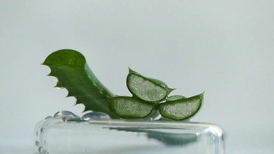 芦荟植物切水特写