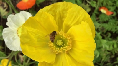 蜜蜂授粉银莲花